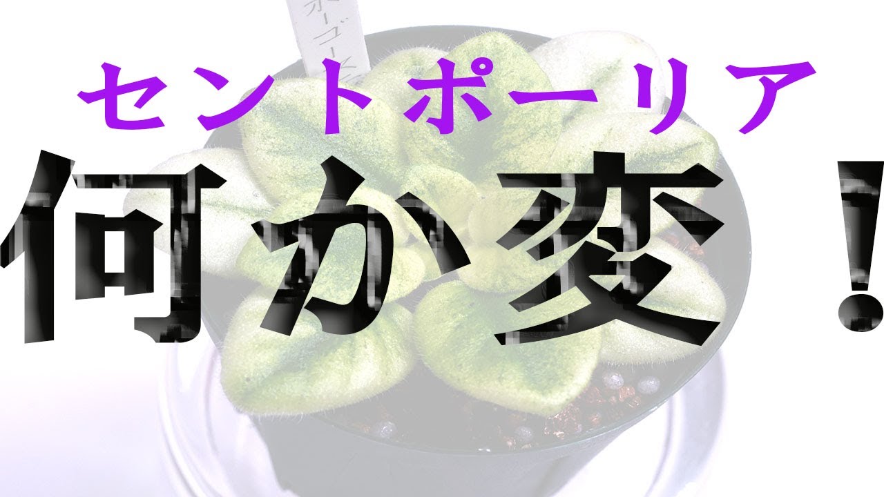 セントポーリア、何か変？を確認する（株分け方法もあり） - YouTube