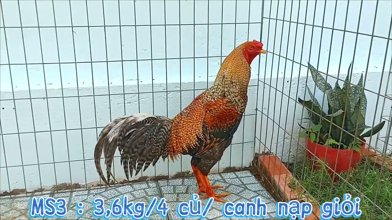 5/3 Chia sẻ đam mê. 077.2132.997