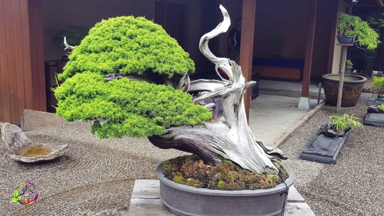 Museo Taikan Bonsai, Nagano - Japón