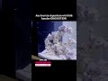 Winziger Plankton erschafft GANZES Universum! #Ökosystem #Transformation #Leben #Plankton #Aquarium