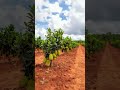 thai jac fruit plant available for sale online plant available contact number (9651781405)#shorts