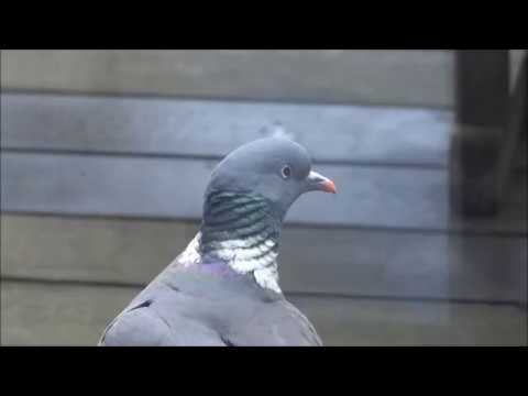 pigeon ramier chant gratuit pigeon ramier chant gratuit