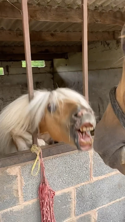 Little Shetland syndrome!  #horse #horseriding #equestrian #pony #horselover #stallion #trending