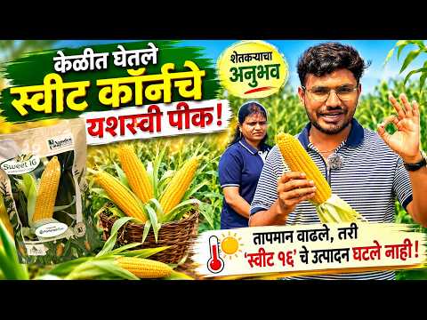 केळीत घेतले स्वीट कॉर्नचे यशस्वी पीक!तापमान वाढले, तरी 'स्वीट १६' चे उत्पादन घटले नाही!