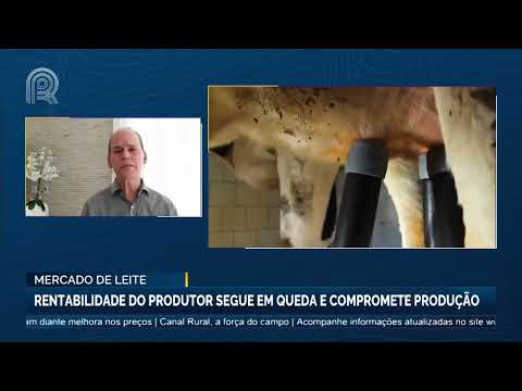 Mercado de leite: rentabilidade do produtor segue em queda e compromete produção | Canal Rural
