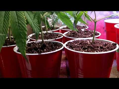 Transplant To Solo Cup - Mini Potting Tutorial And Clone Intro