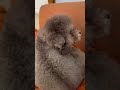 Wow,so so so cute 🥳