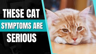 Signs Your Cat Is Sick & Needs Help Fast