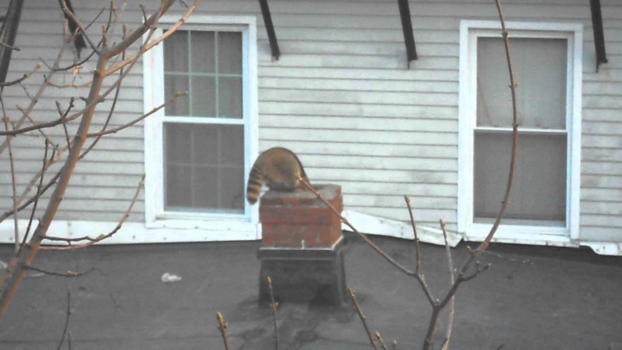 Raccoon in Chimney YouTube