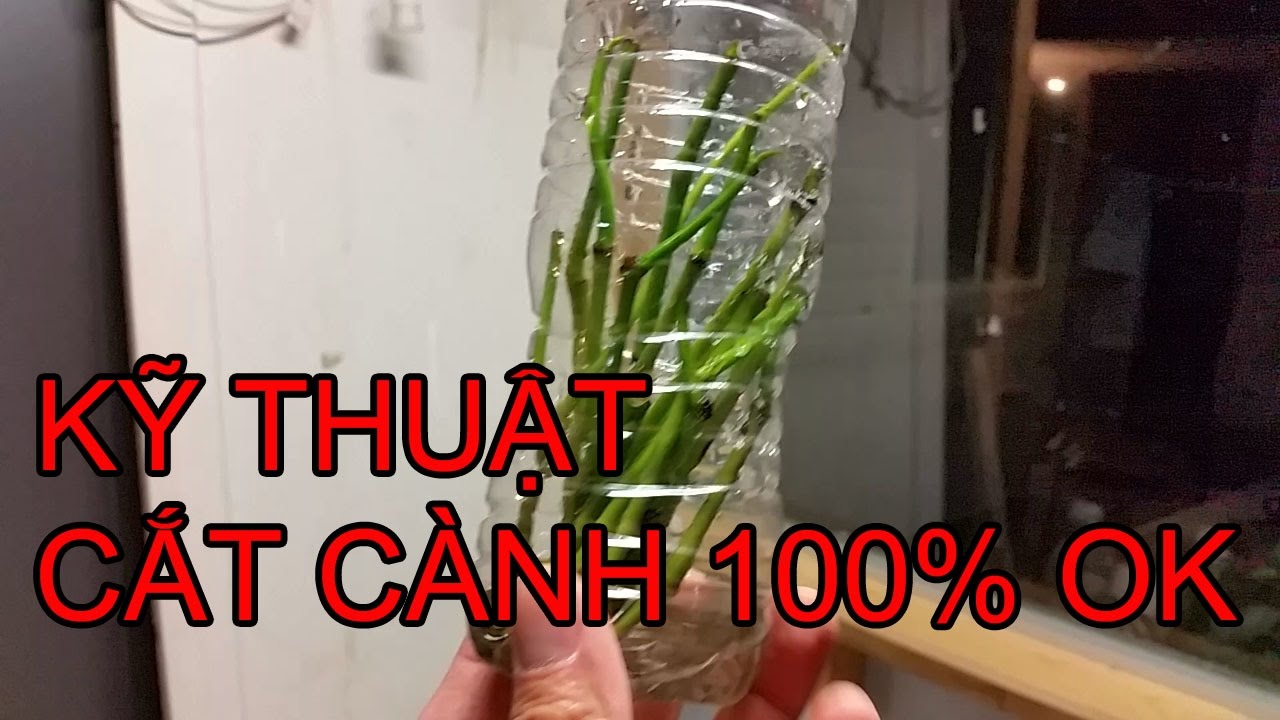 TRỒNG RAU - KỸ THUẬT CẮT CÀNH LÁ LỐT 100% WORK - youtube