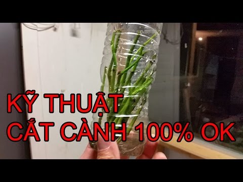 Video TRỒNG RAU - KỸ THUẬT CẮT CÀNH LÁ LỐT 100% WORK - youtube
