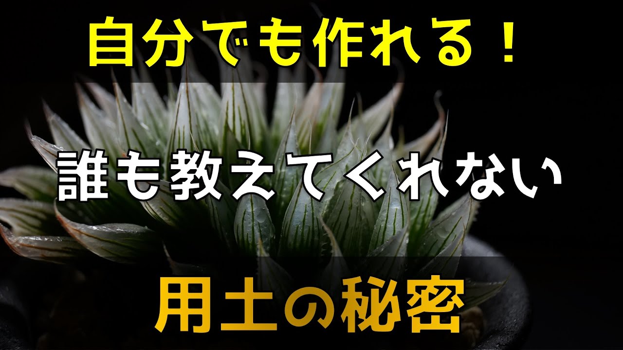 園芸が楽しくなる 元気に育てる 多肉植物用土の配合について 観葉植物 塊根 山野草 ハオルチア リトープス Youtube 園芸が楽しくなる 元気に育てる 多肉植物用土の配合について 観葉植物 塊根 山野草 ハオルチア リトープス Youtube