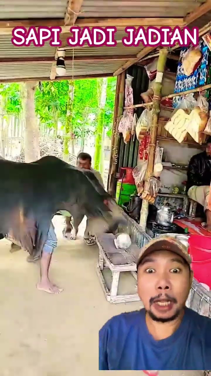 AWAS ADA SAPI JADI JADIAN!!!?? #cow #funny #comedy #viralvideo #shorts