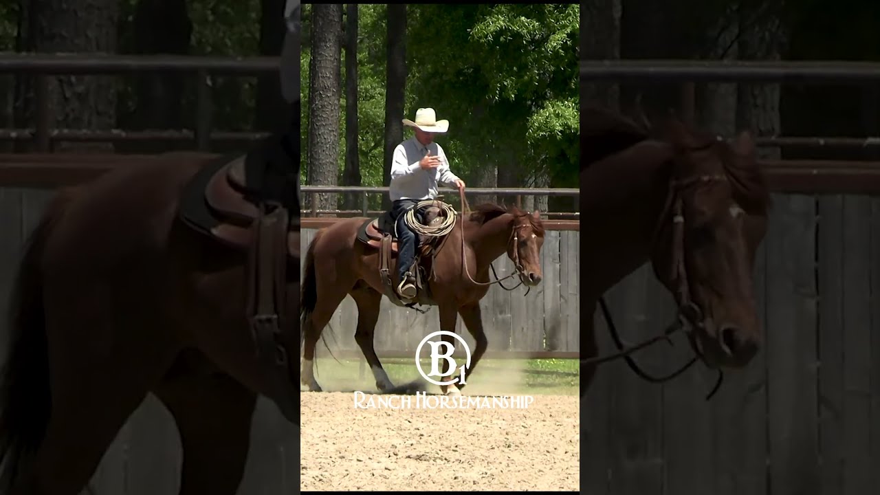 How To Teach A Colt Rope Management On Cattle