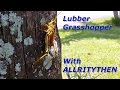 Lubber Grasshopper, Florida Grass hopper Beheading