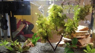 Quick Build - Underwater Tree - Hornwort & Manzanita