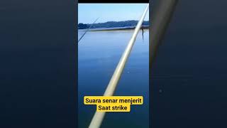 Suara Senar Menjerit Saat Strike shorts