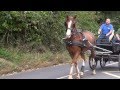 Breaking a horse to drive and be safe in traffic - Lincoln