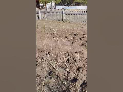 Весеннее удобрение для сада - YouTube