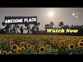 Sunflower garden Ramgonj || সূর্যমূখীর বাগান