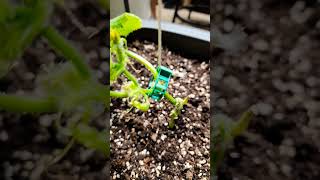 DIY Cucumber Trellis On A Budget!    #shorts #tomatoclips #vegogarden