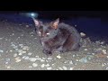 Little black kitten 🐈 got its feet wet / Маленький чёрный котёнок 🐱 промочил ножки ++ #kitten #cat