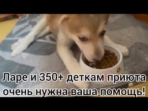 Ларе и 350+деткам приюта очень нужна ваша помощь!
