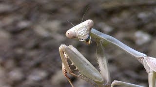 Praying Mantis Hunts a Cricket