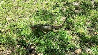 miren que 🦎🦎🦎 las que ay en florida by el salvador GT 470 views 1 year ago 9 minutes, 10 seconds