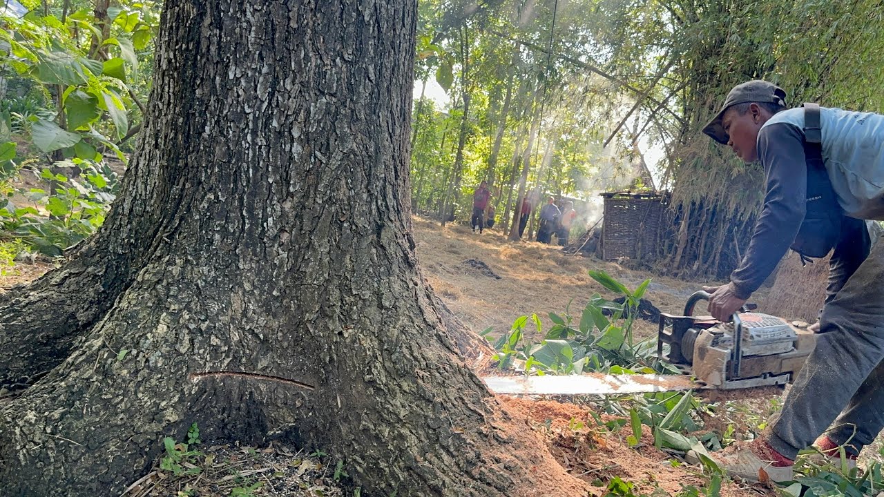 Fast & Easy !! Cut down 2 trembesi trees in the banana garden. - YouTube