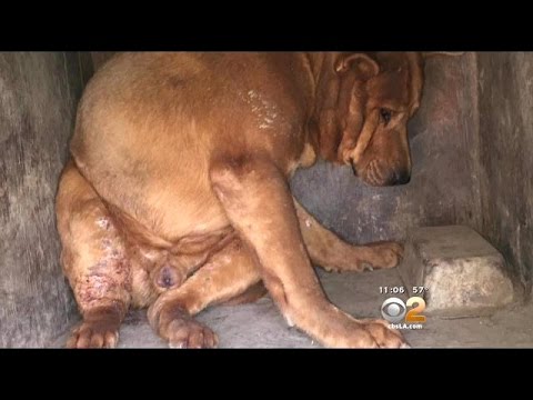 Poor Pooch Boarded Up For Days Inside Dog House On South LA Street