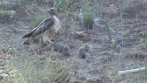 Redtail Hawk attacked by Mockingbird