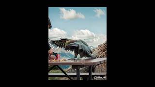 Kea vs. Can Opener: Who Wins?