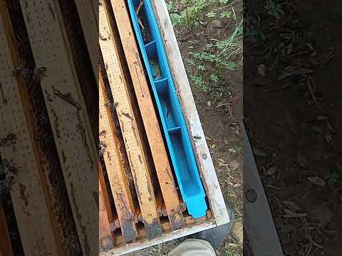 الخلايا في راجع كيف التصرف معها