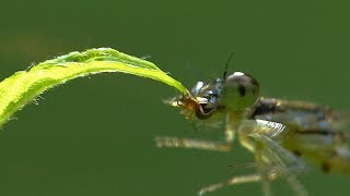 Tiny Spider Gets Snatched  Up By A Damselfly