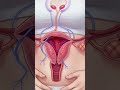 What PMS Really Does to Your Body | 8-Second Medical Breakdown