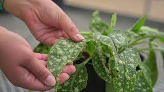 Full vs. Partial Sun Perennial Plants