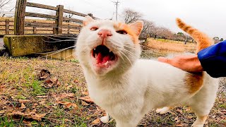 A stray cat was waiting in front of the bridge so we crossed the bridge together and nadenade