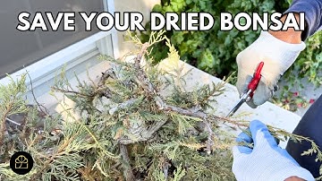 Salvaging a Dried Juniper Bonsai