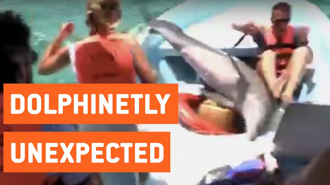 crashes on air Dolphin Accidentally Jumps Into Boat