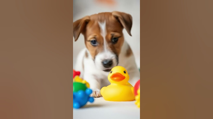 What Happens When Cute adorable puppy plays with duck? #cute #theneurodoctor #nature #shorts #dogs