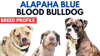 Alapaha Blue Blood Bulldog Breed Profile History  Price  Traits  Grooming Needs  Lifespan