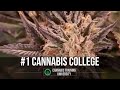 Cannabis Training University the Industry Leading Cannabis College