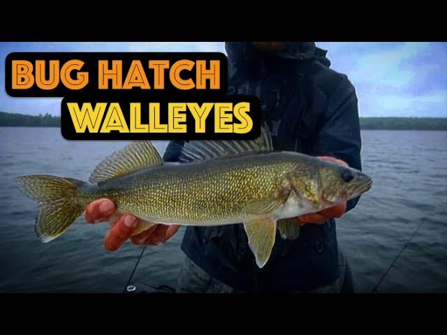 Demystifying The Hex Hatch - Fly Fishing, Gink and Gasoline, How to Fly  Fish, Trout Fishing, Fly Tying