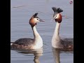 The Bird That Dances on Water | Great Crested Grebe #Wildlife #birds