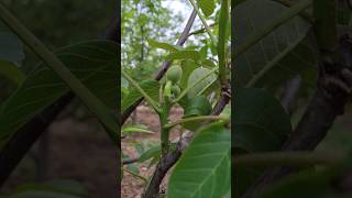 Ceviz #shortsfeed #fruit #keşfet #shotr #nature #keşfetedüş #karadeniz #cevizağacı #cevizlik #ceviz