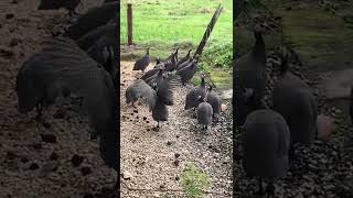 Guineafowls