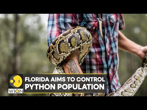 What Kind Of Climate Do Burmese Pythons Live In