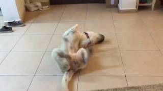 The Dancing Layka....