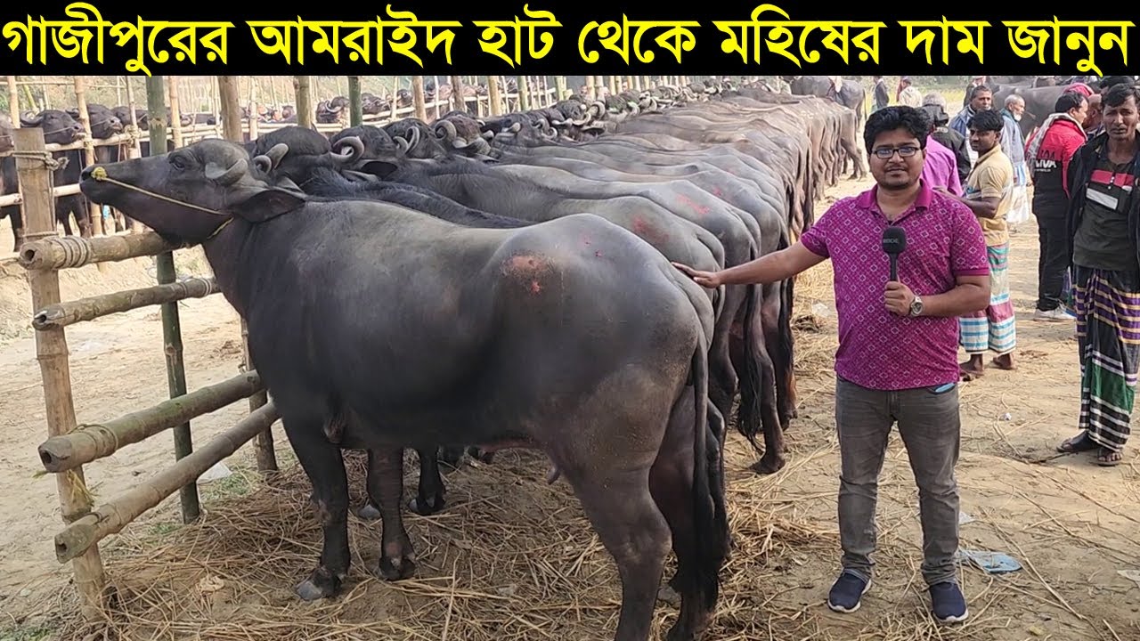Узнайте цену на прекрасных буйволов от Амраид Хат на коровьем рынке Газипура в 2024 году.